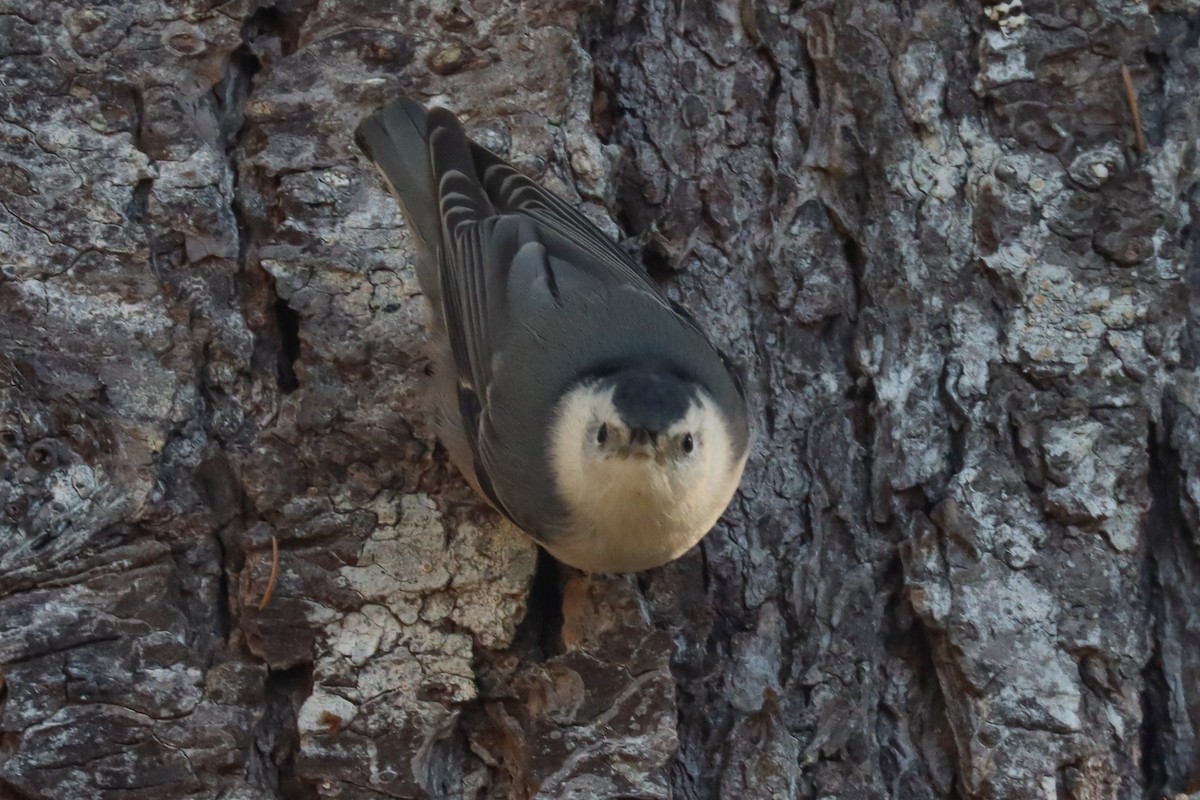White-breasted Nuthatch - ML610907843
