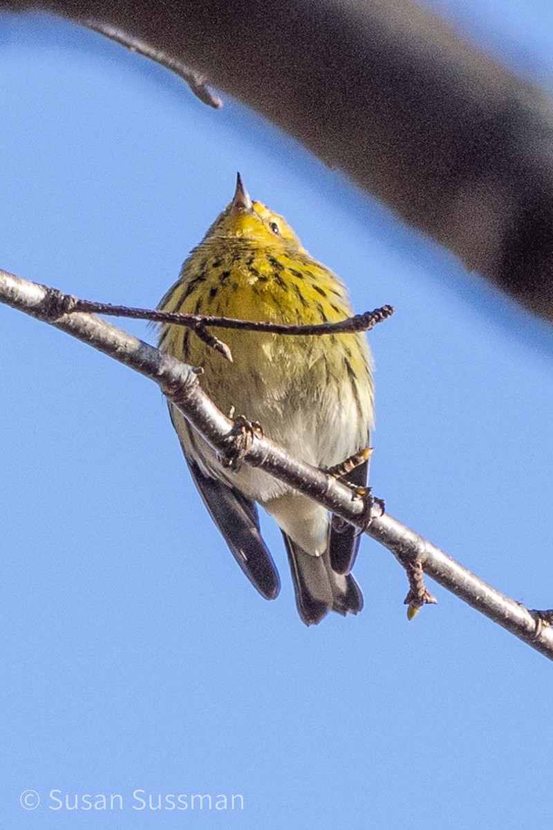 Cape May Warbler - ML610907994