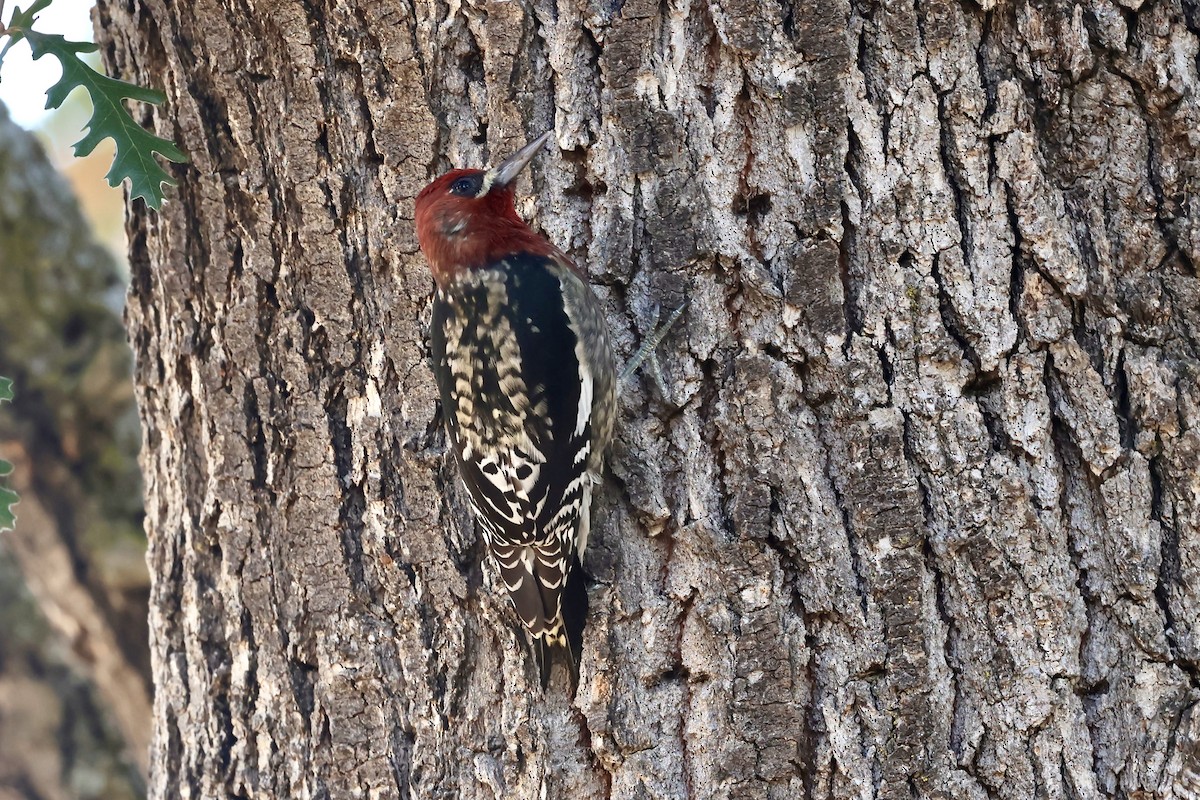 Red-breasted Sapsucker - ML610908002