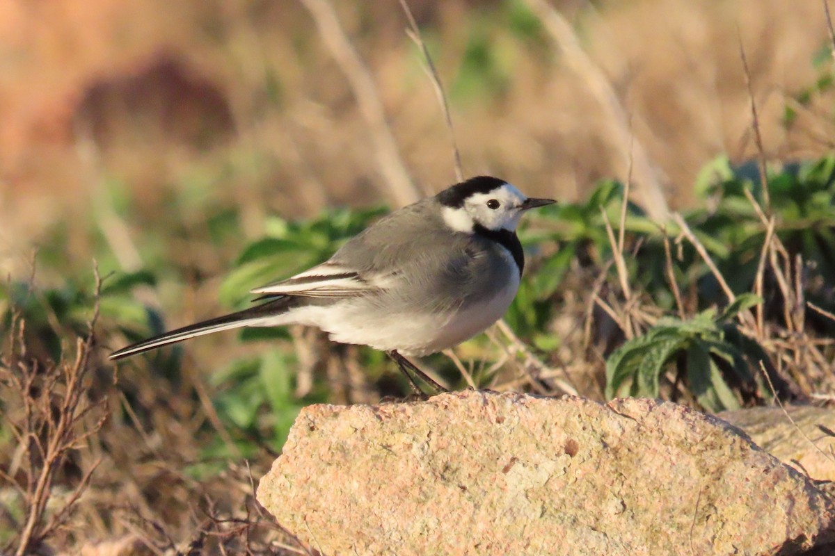 White Wagtail - Paulo Alves