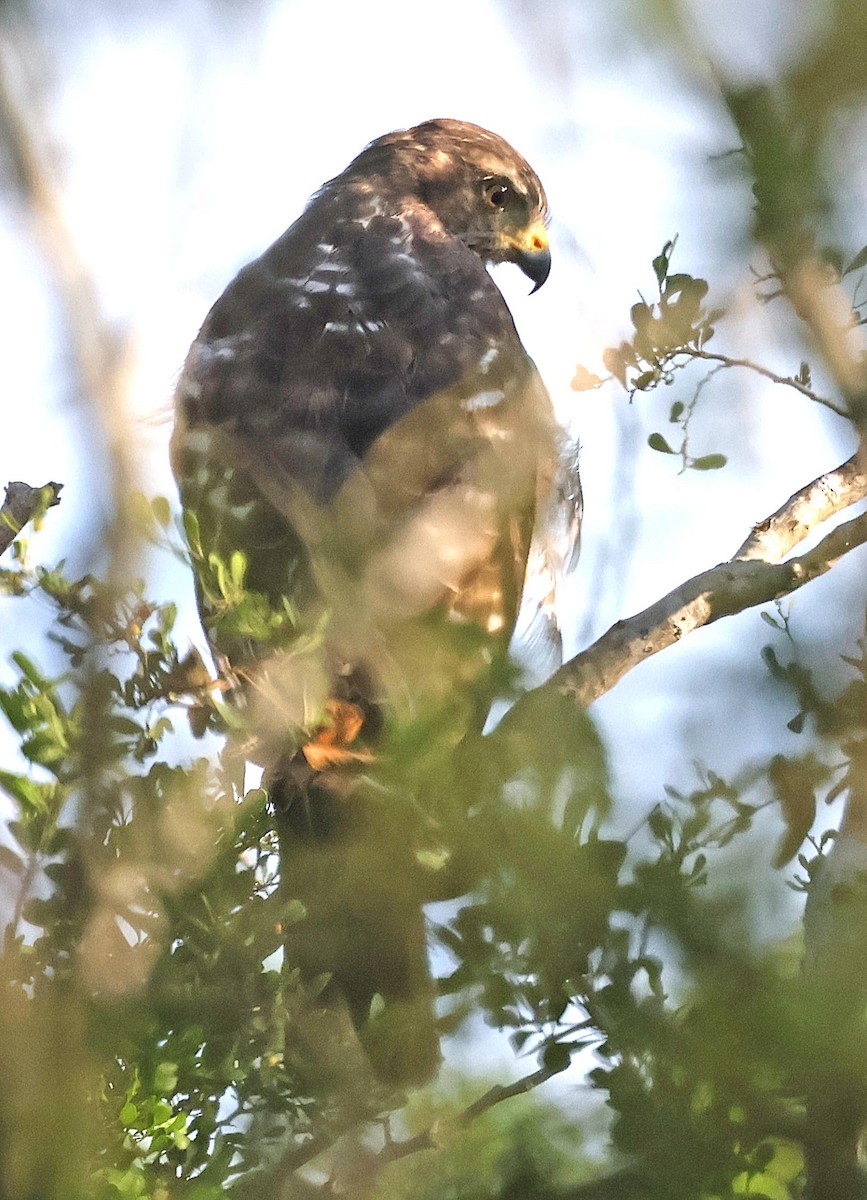 Roadside Hawk - ML610908737
