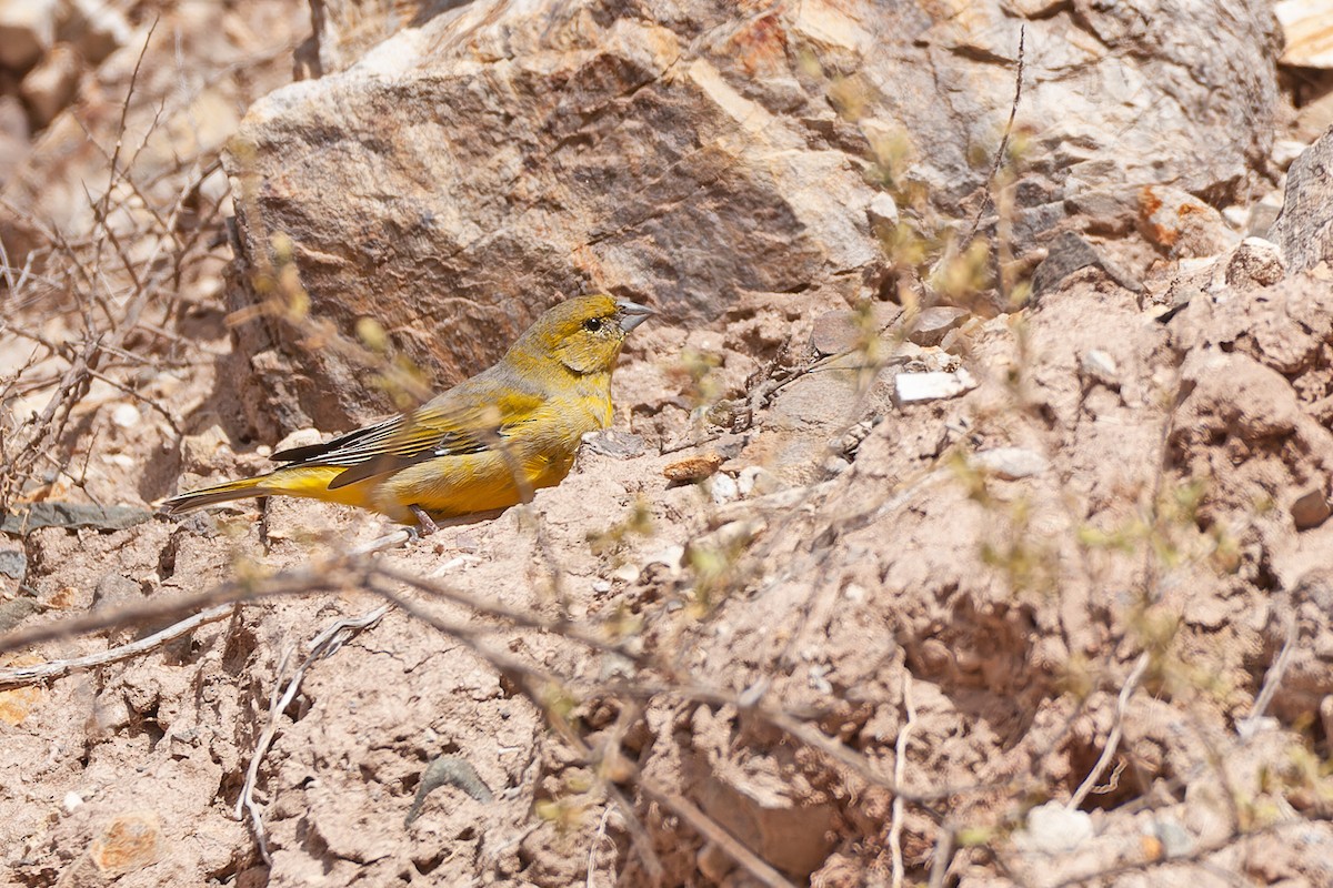 Monte Yellow-Finch - Valentín González Feltrup