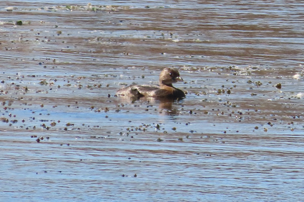 eBird Checklist - 8 Nov 2023 - Fernald Preserve--Hickory Trail ...