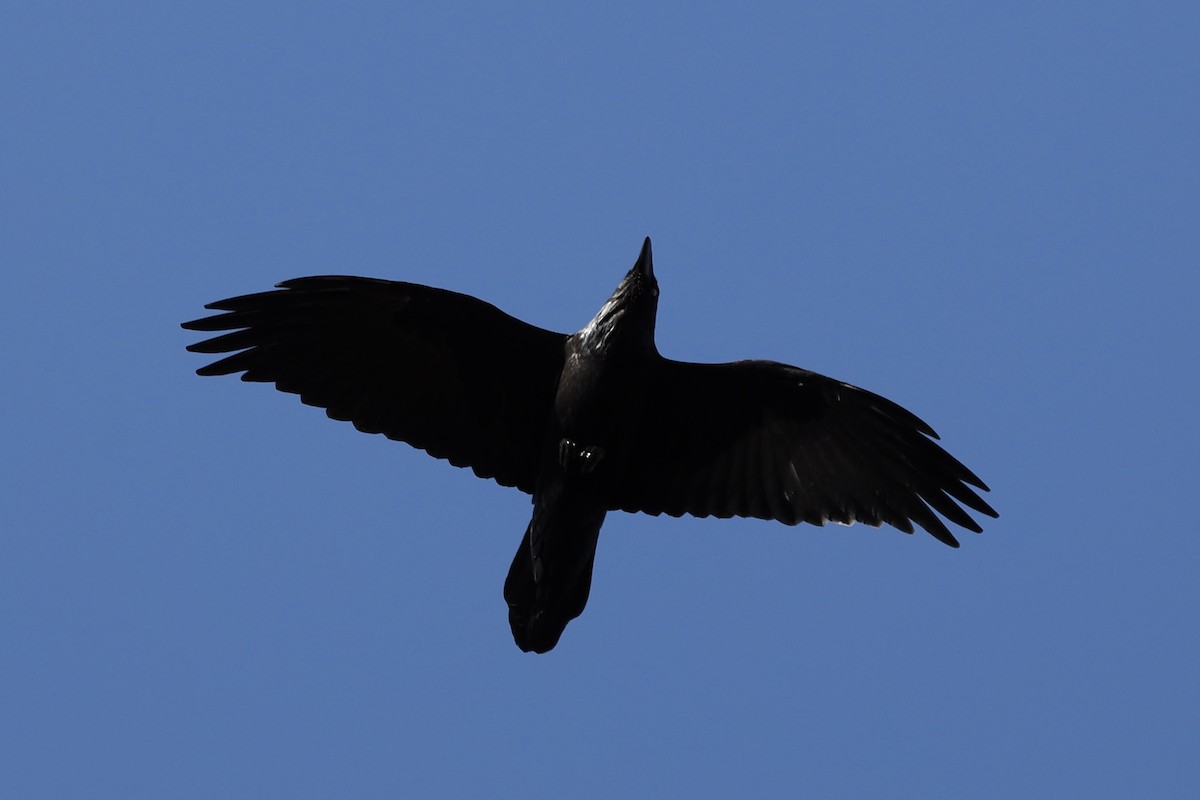 Common Raven - ML610908924