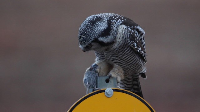 Northern Hawk Owl - ML610908993