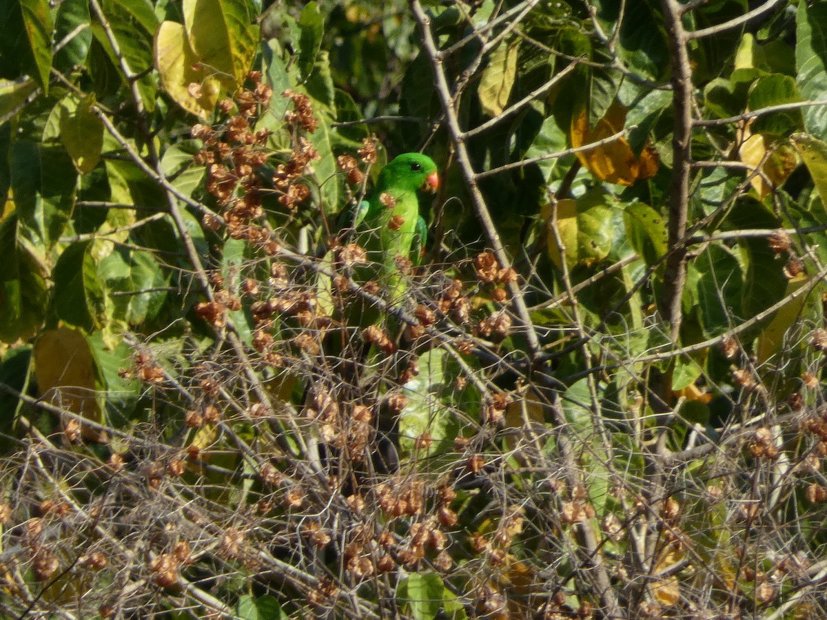 Тиморский попугай - ML610909289