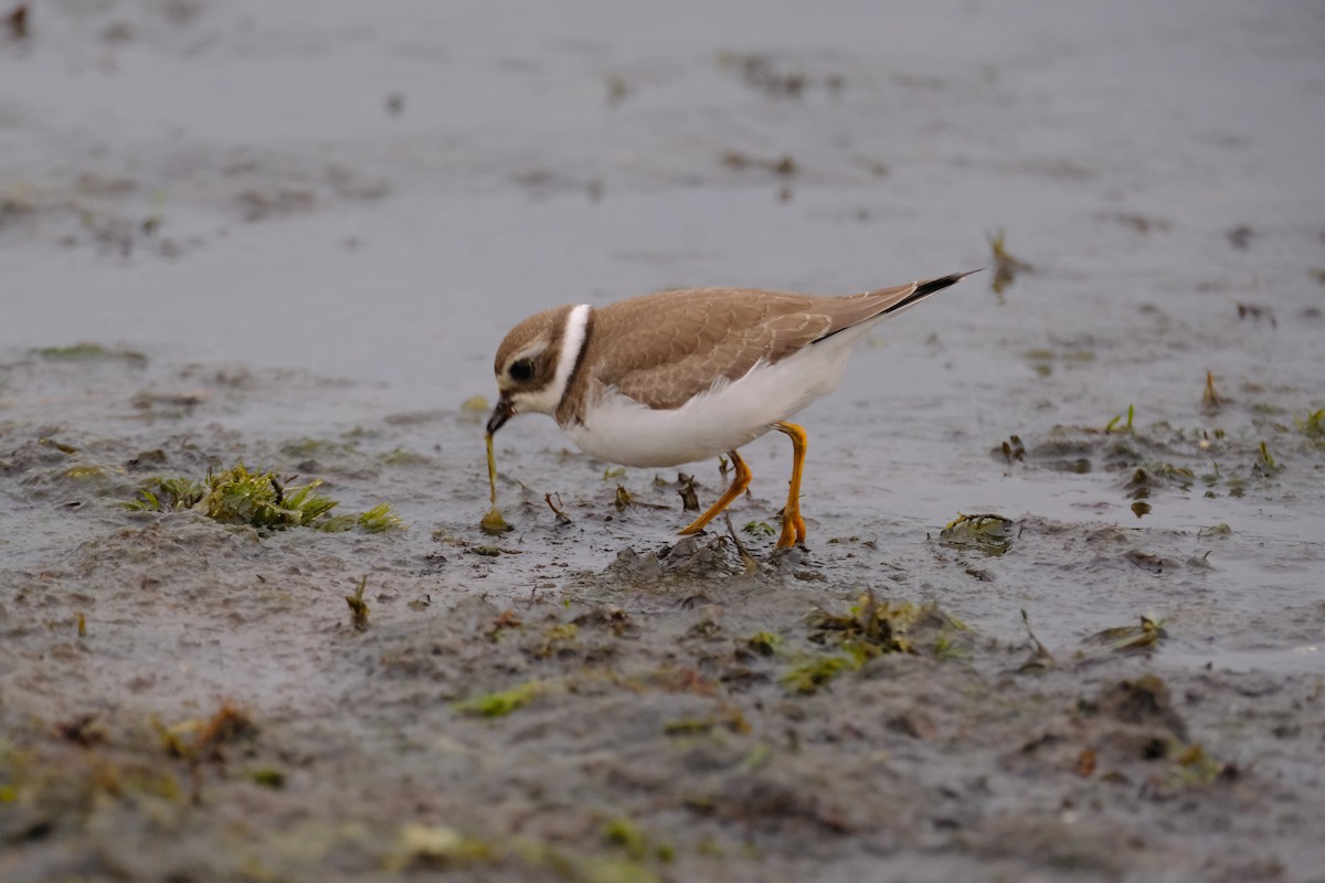 Semipalmated Plover - ML610909874