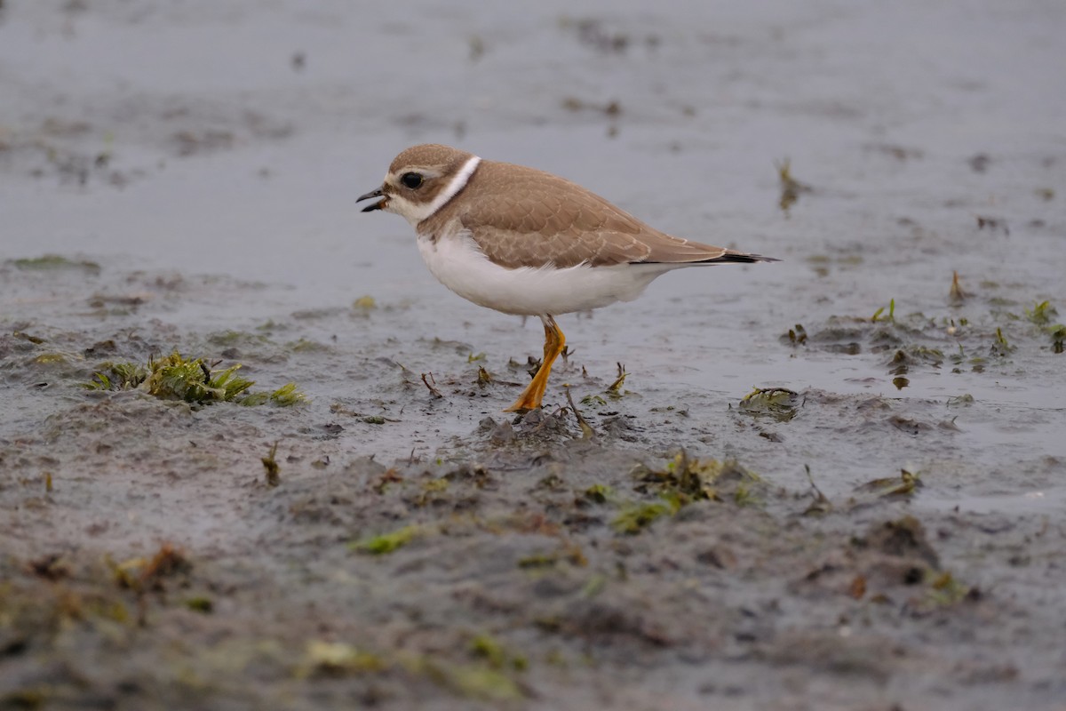 Semipalmated Plover - ML610909875