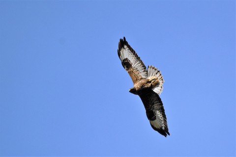 Évora Eagles