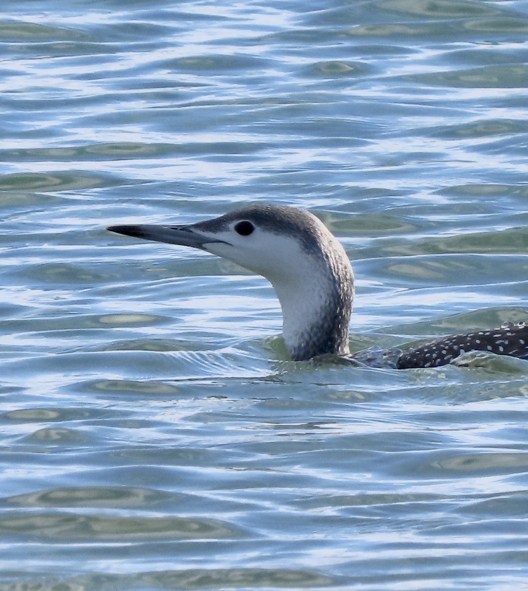 Red-throated Loon - ML610910060