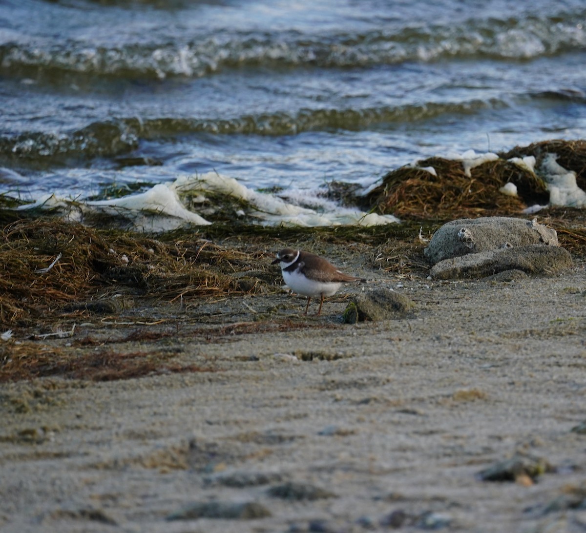 Semipalmated Plover - ML610910162
