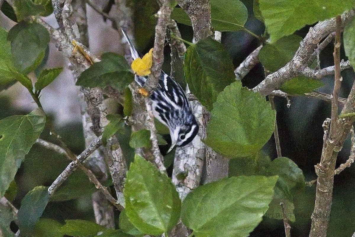 Black-and-white Warbler - ML610910541