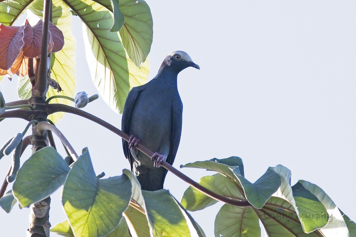 White-crowned Pigeon - ML610910681