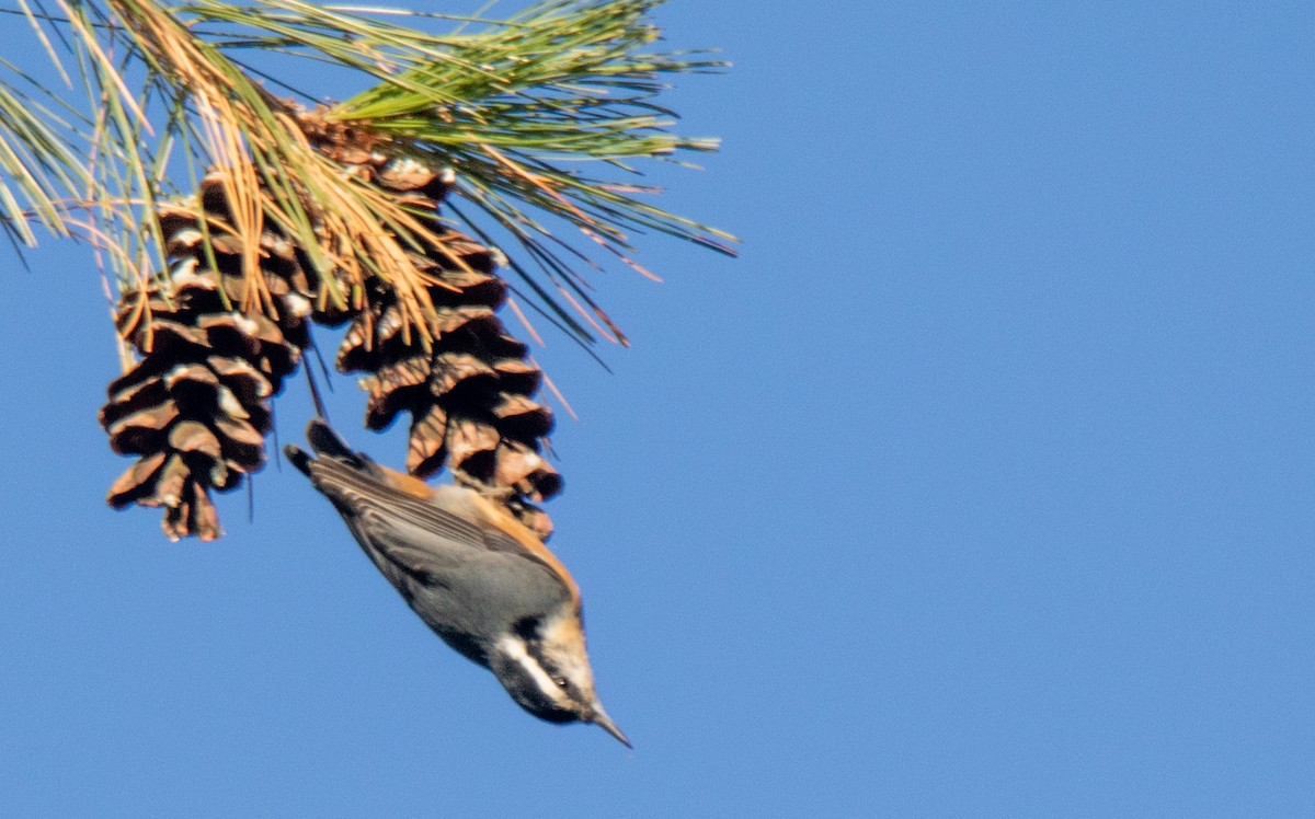 Red-breasted Nuthatch - ML610910748