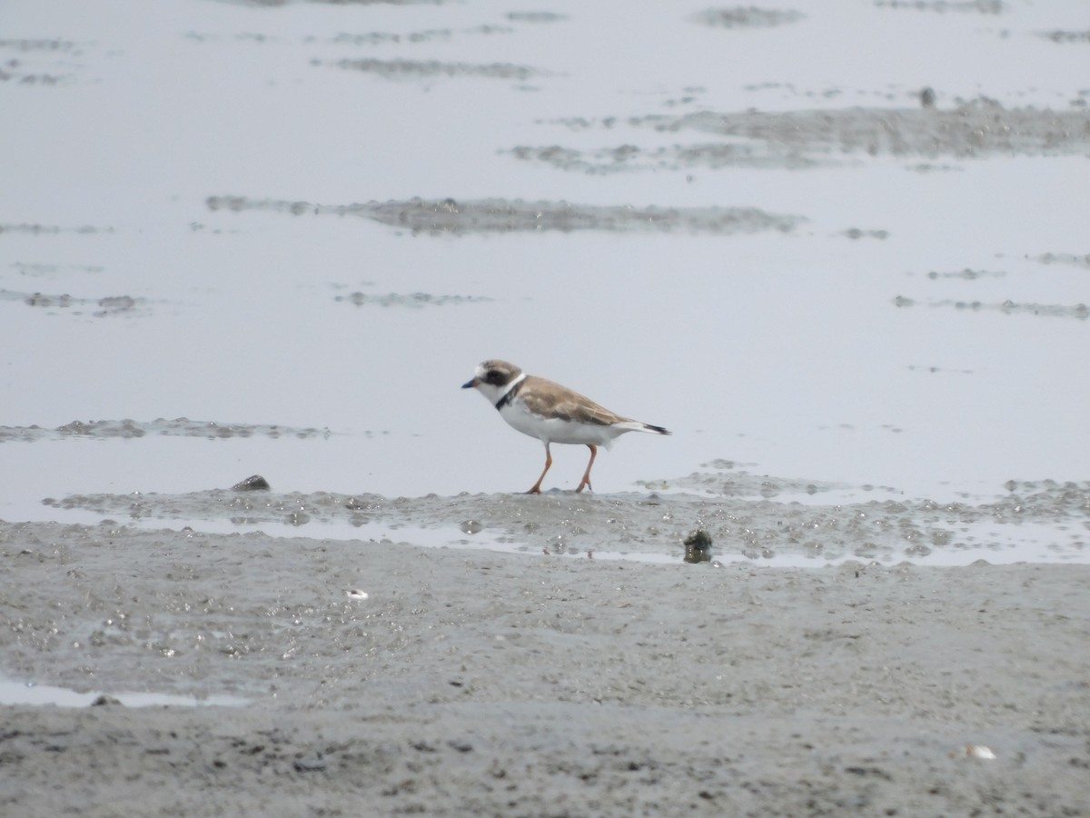 Semipalmated Plover - ML610911028