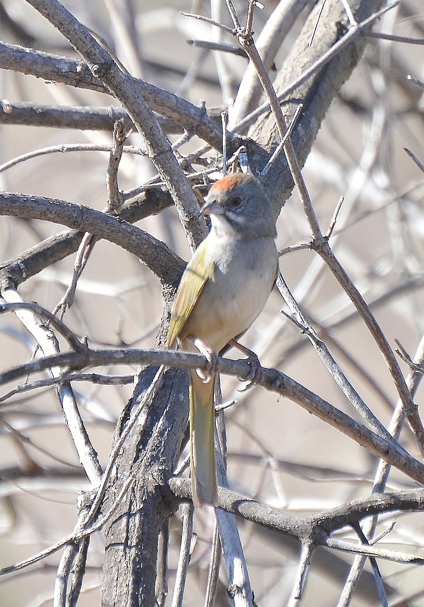 Green-tailed Towhee - a   v n