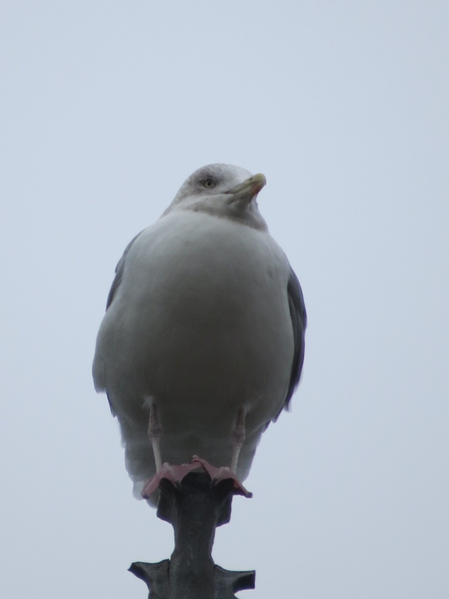 Herring Gull - Anonymous
