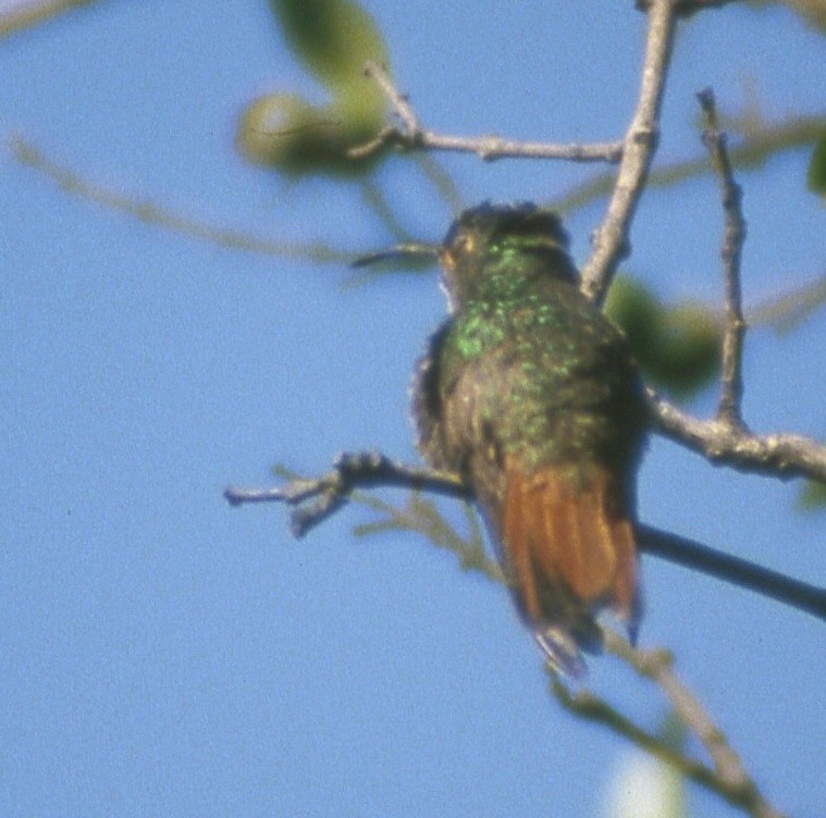Rufous-tailed Hummingbird - Loren Kliewer