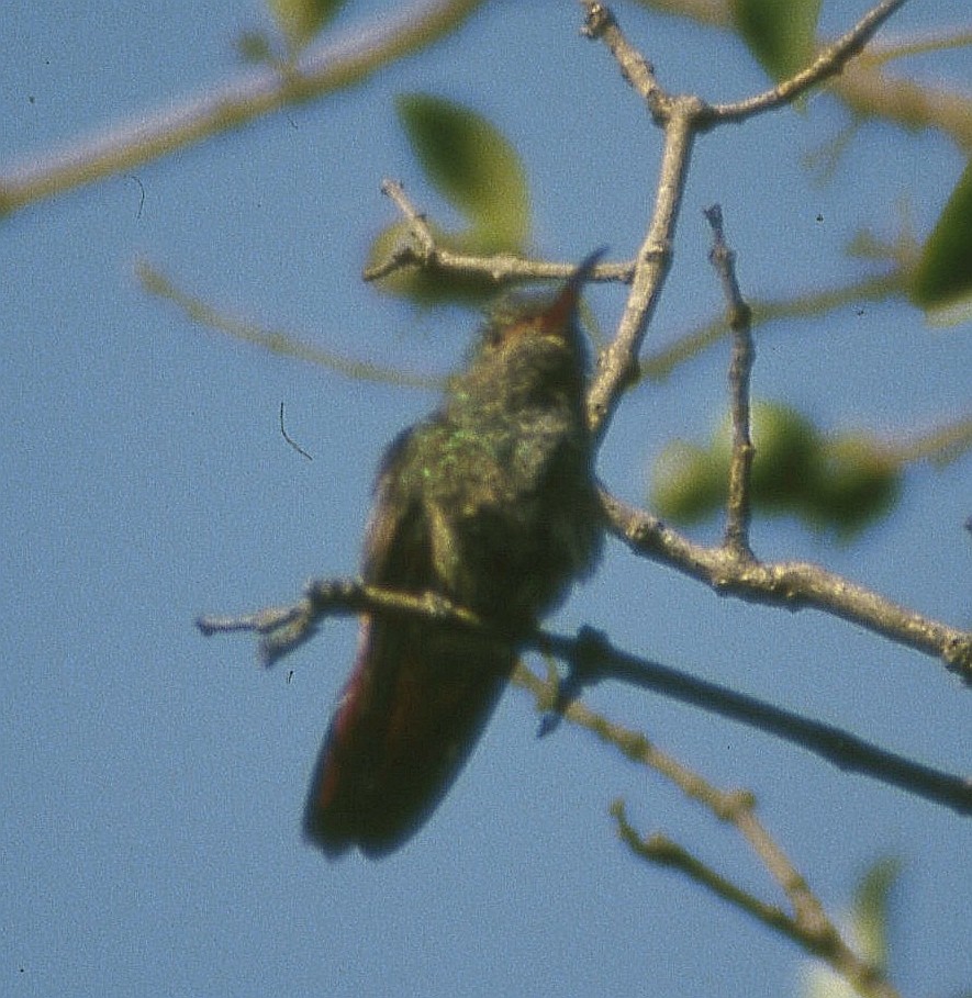 Rufous-tailed Hummingbird - ML610912362