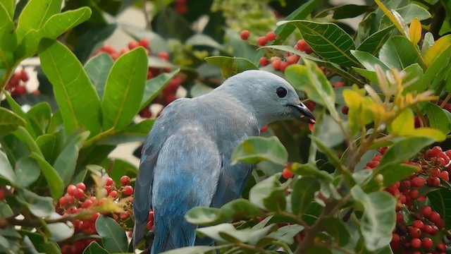 Blue-gray Tanager - ML610912700