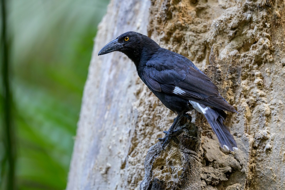 Pied Currawong - ML610912817