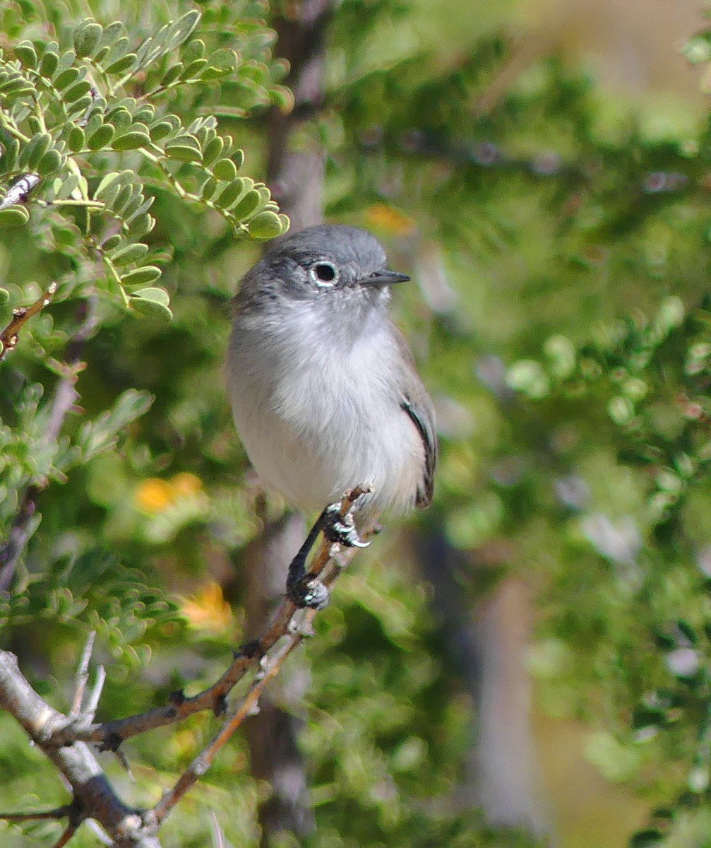 Black-tailed Gnatcatcher - barry mantell