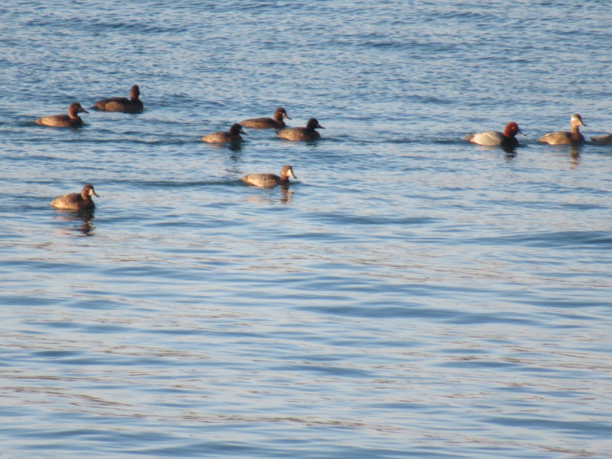 Greater Scaup - ML610913286