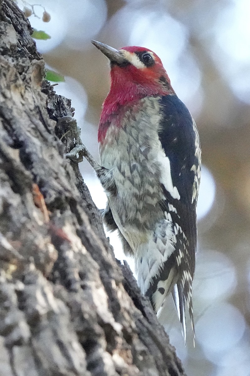 Red-breasted Sapsucker - ML610913361