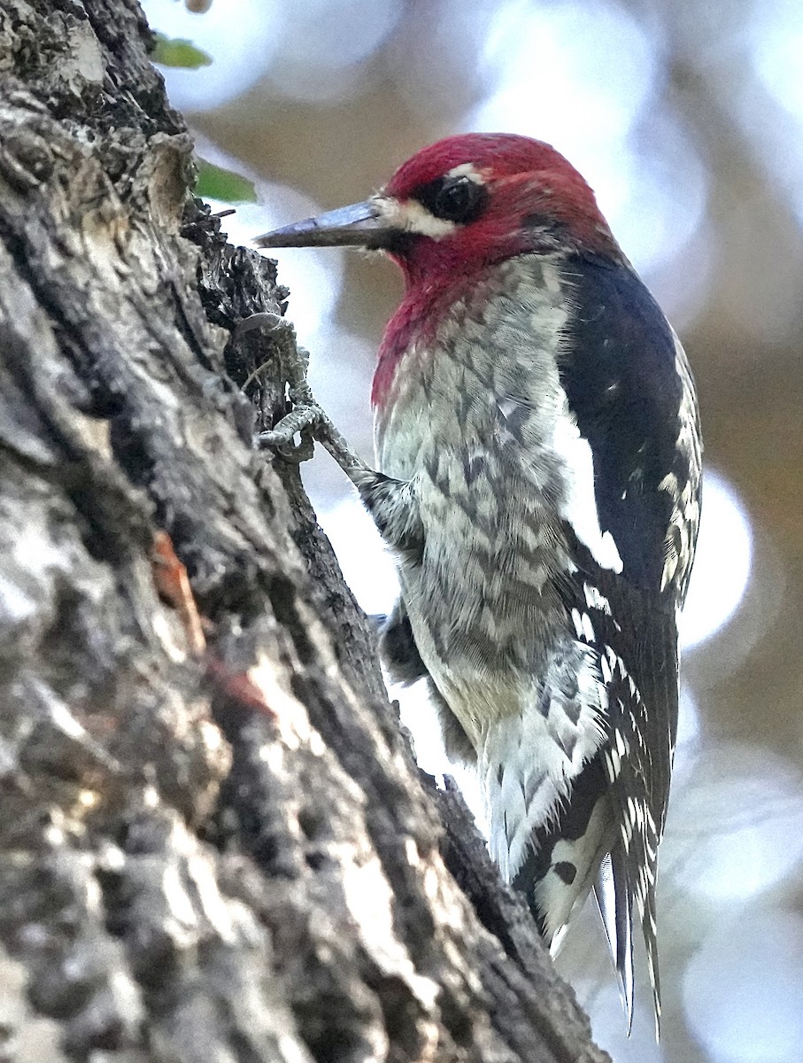 Red-breasted Sapsucker - ML610913400