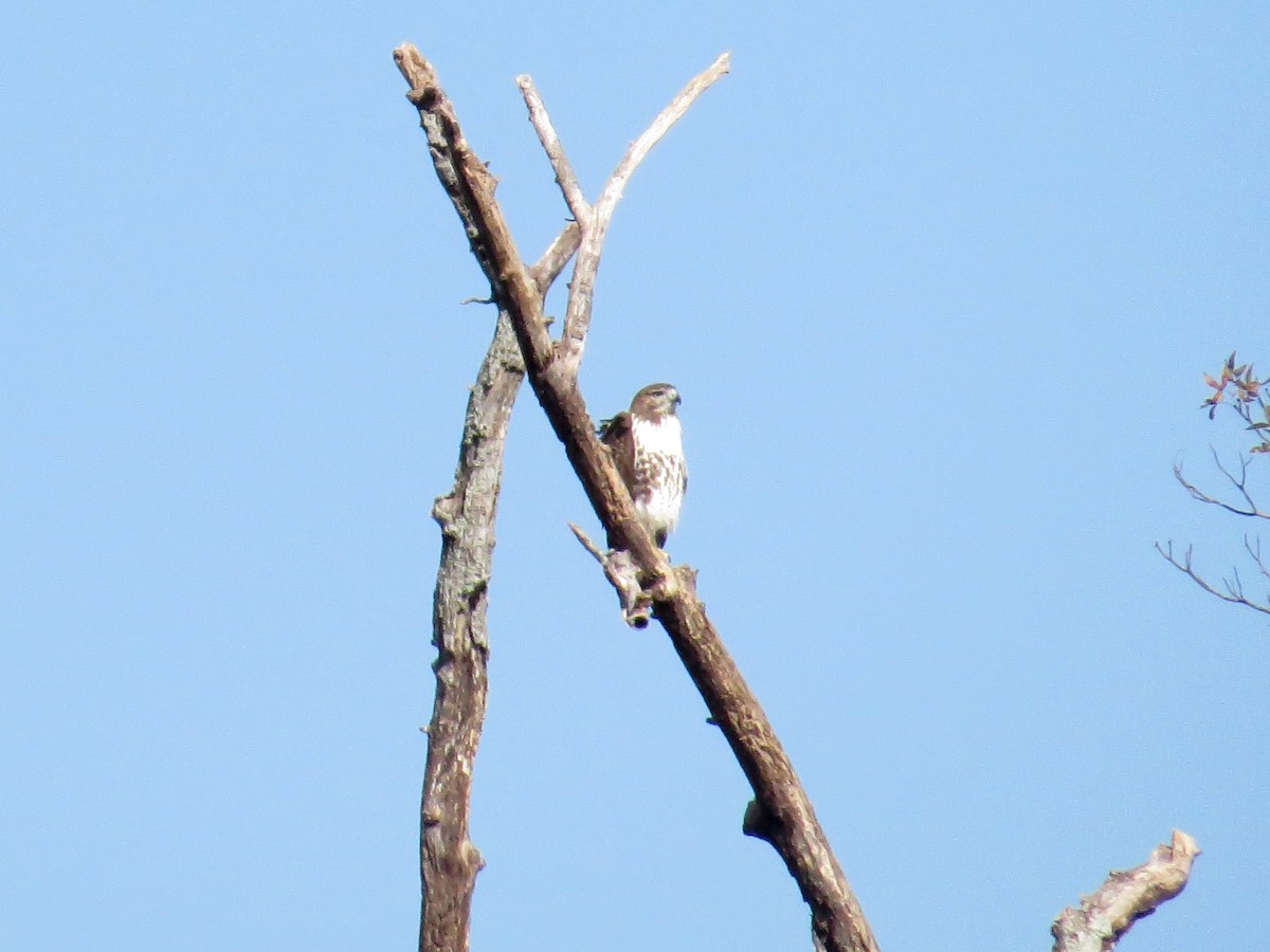 Red-tailed Hawk - ML610913730
