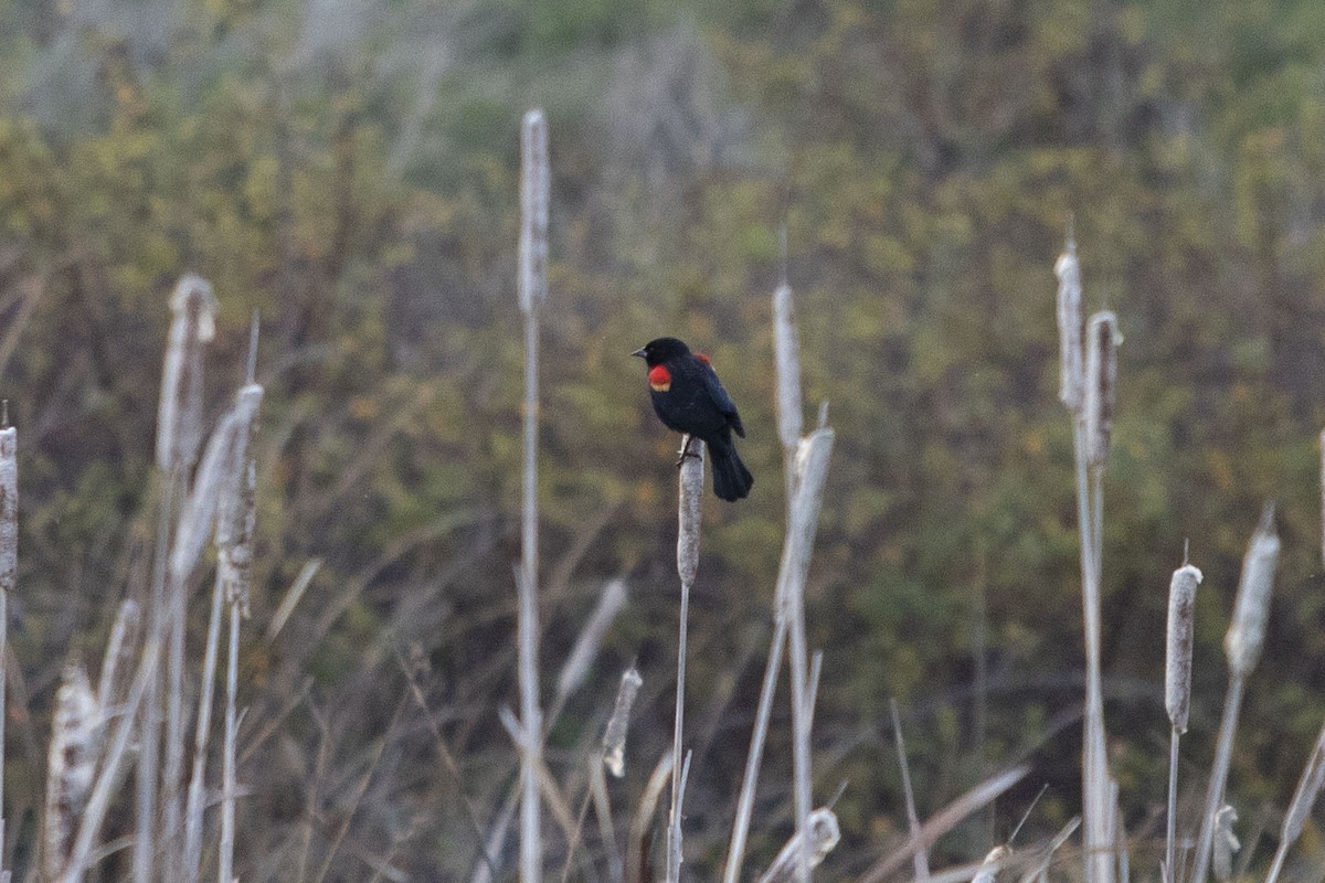 Red-winged Blackbird - ML610913761