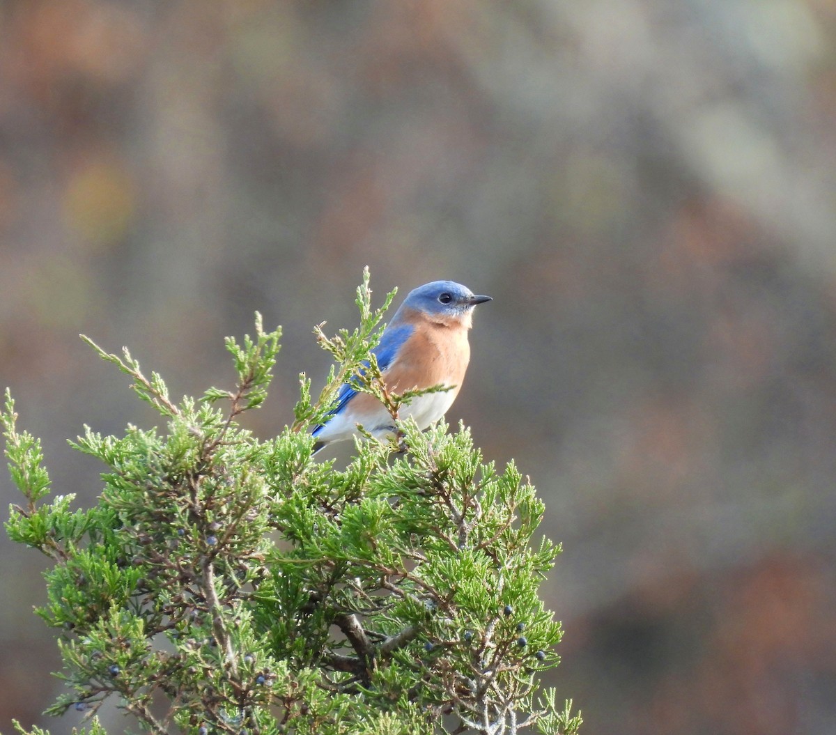 Mass Audubon EBird Checklist - 8 Nov 2023 - Broadmoor Wildlife ...