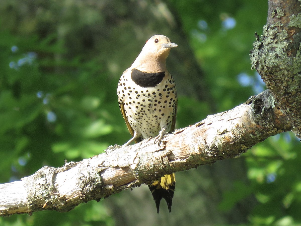 Northern Flicker (Yellow-shafted) - ML610914179