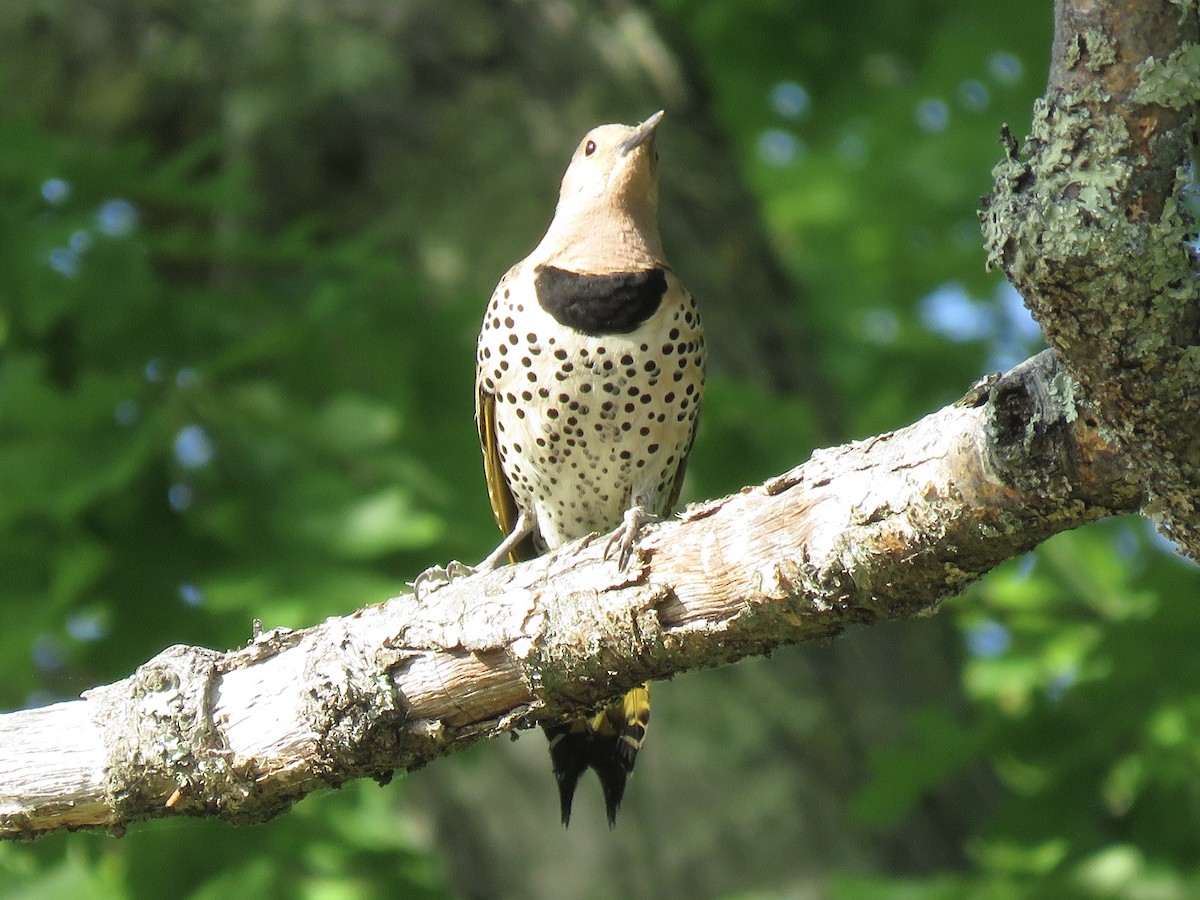 Northern Flicker (Yellow-shafted) - ML610914180