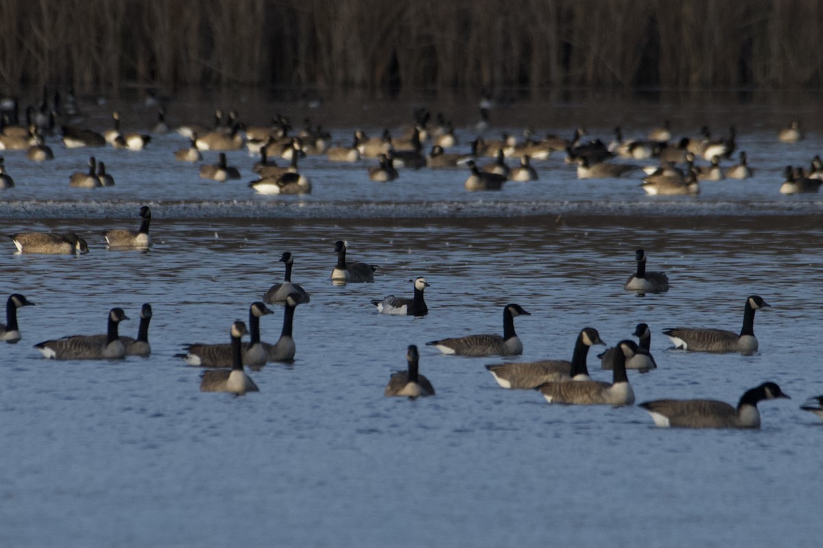 eBird Checklist - 8 Nov 2023 - Broad Brook Mill Pond - 6 species