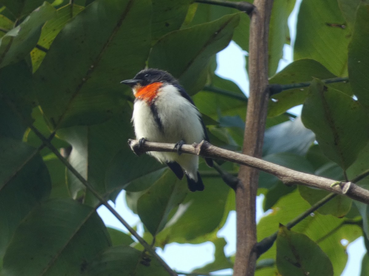 Red-chested Flowerpecker - ML610915106