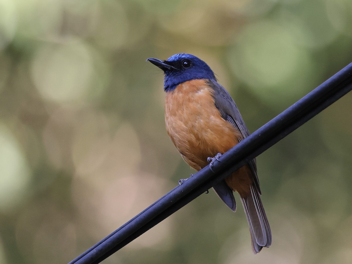 Blue-fronted Flycatcher - ML610915148