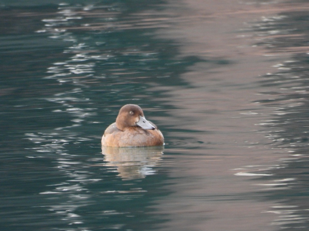 Greater Scaup - ML610915436
