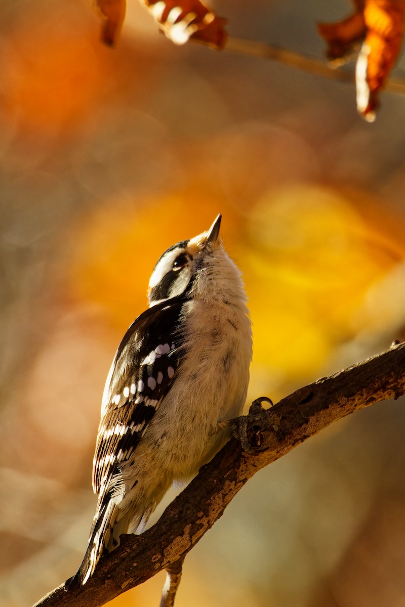 Downy Woodpecker - Ruogu Li