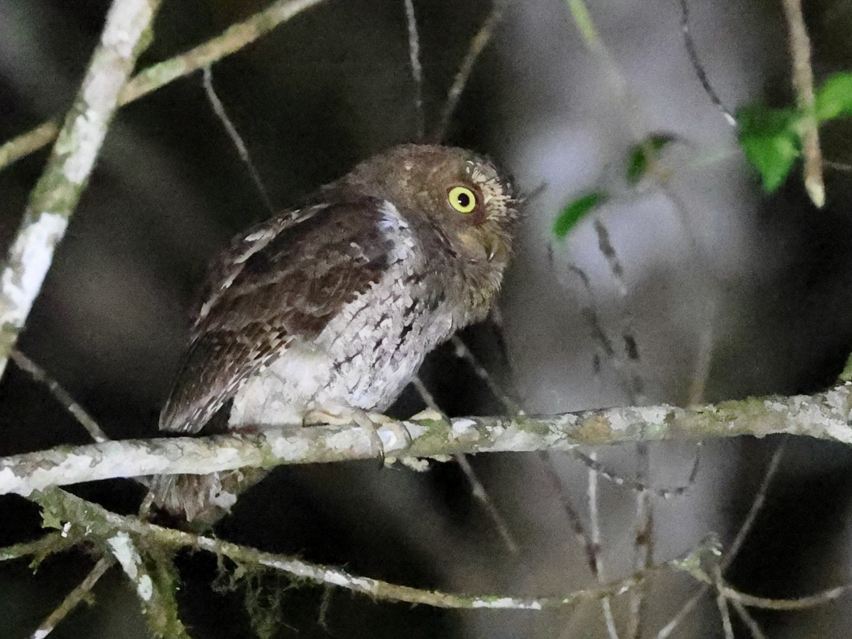 Sulawesi Scops-Owl - ML610915624