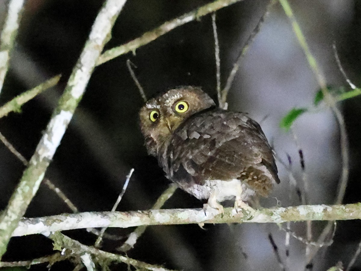 Sulawesi Scops-Owl - ML610915625