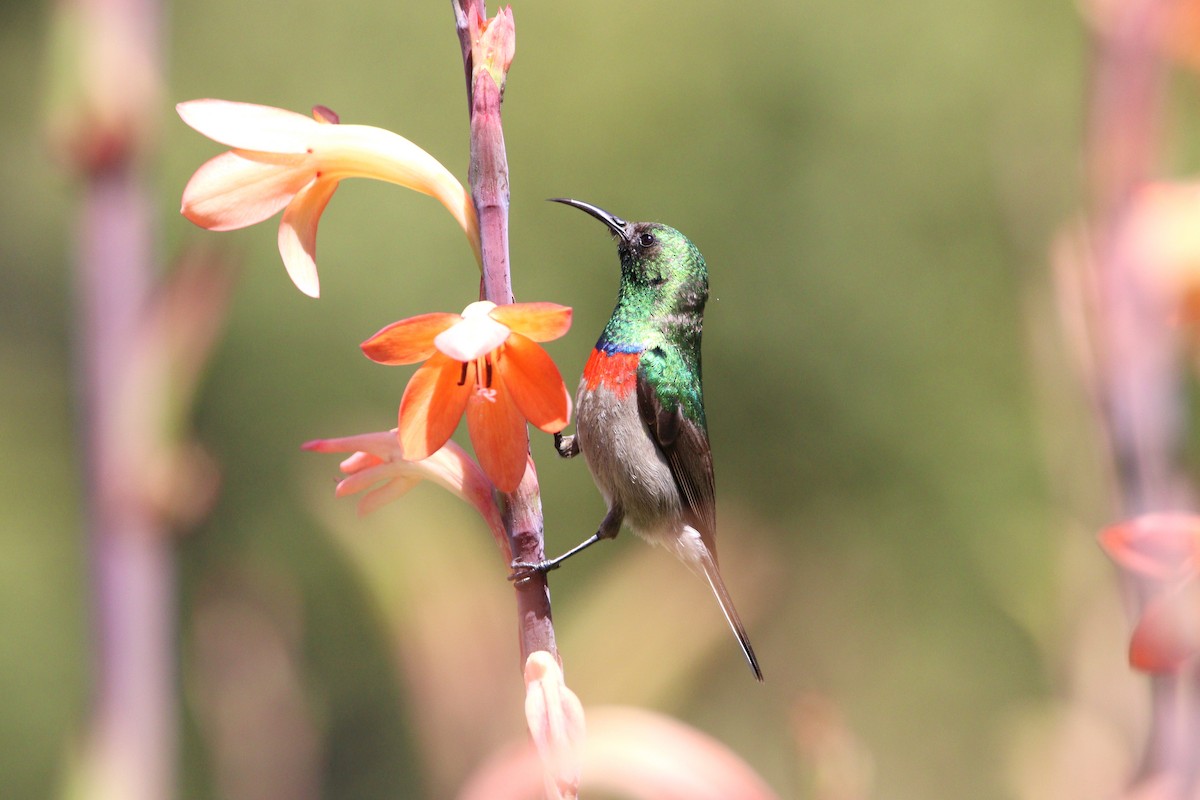 Southern Double-collared Sunbird - ML610915683