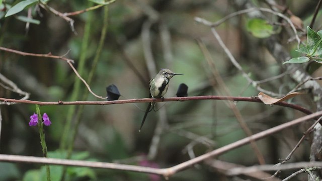 kolibřík podivuhodný - ML610916016