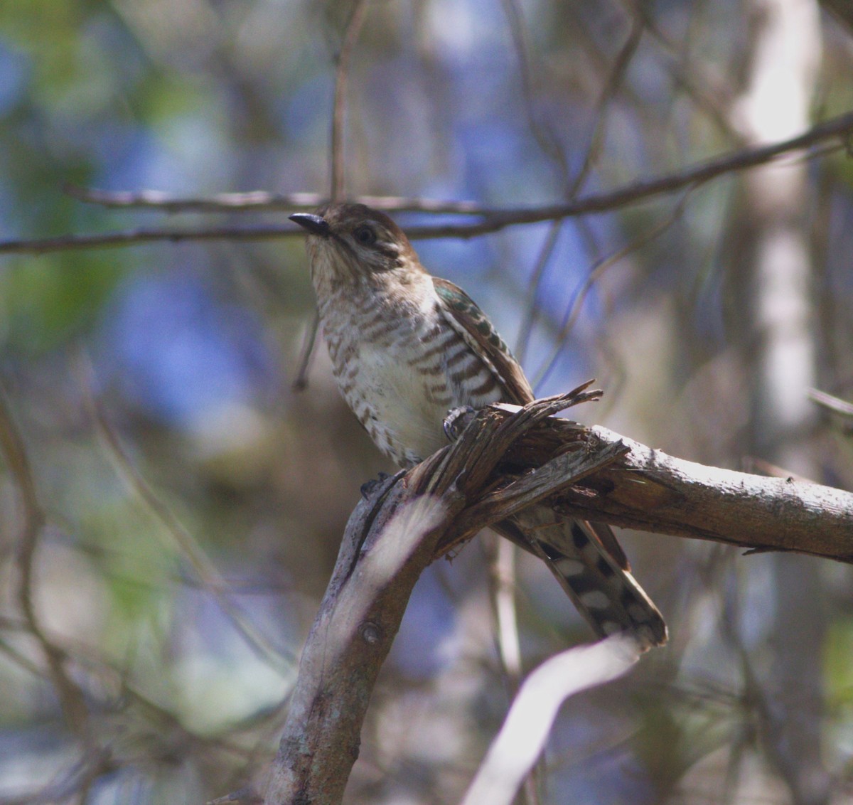 EBird Australia Checklist 9 Nov 2023 Finland Road Paradise Waters 109 Species