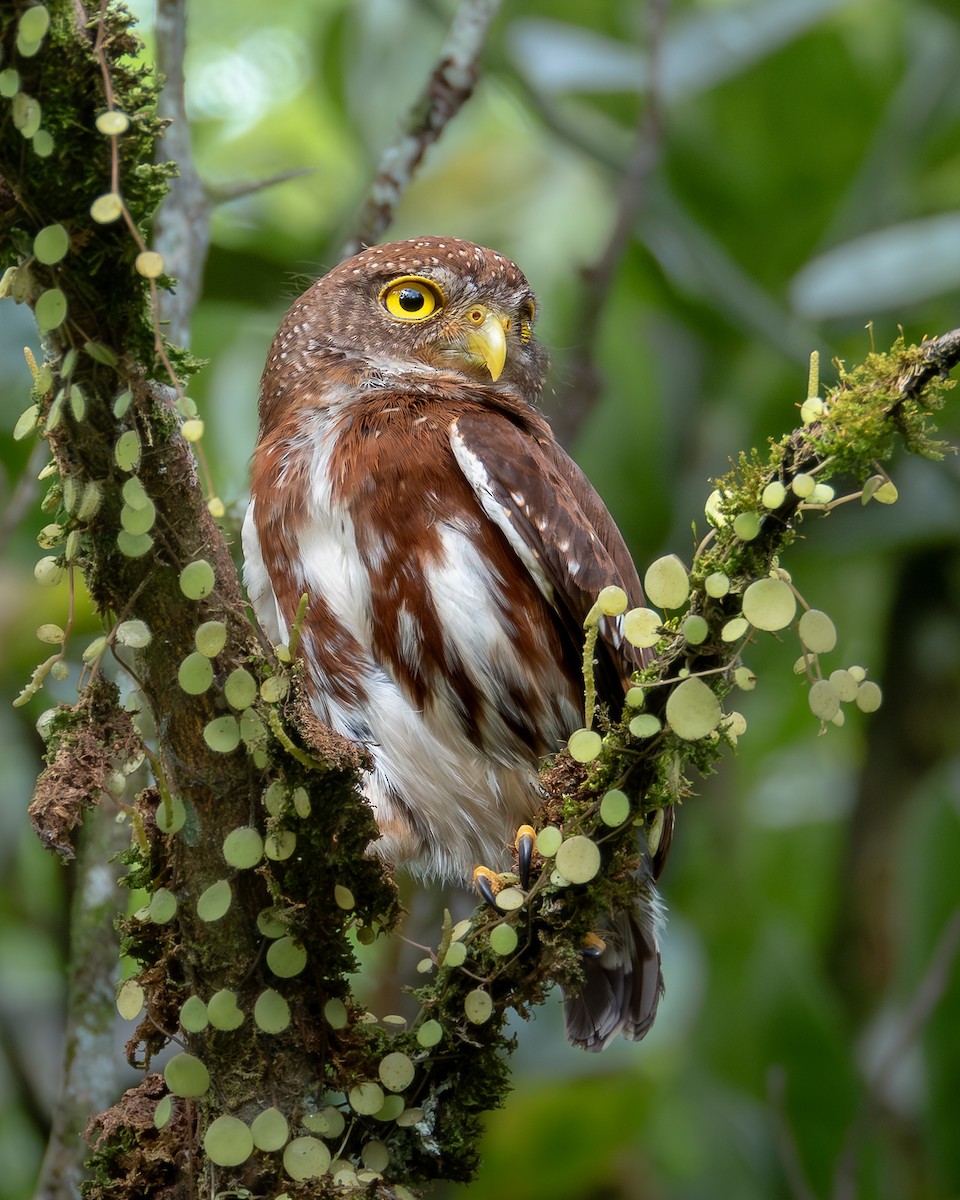 Central American Pygmy-Owl - ML610918249