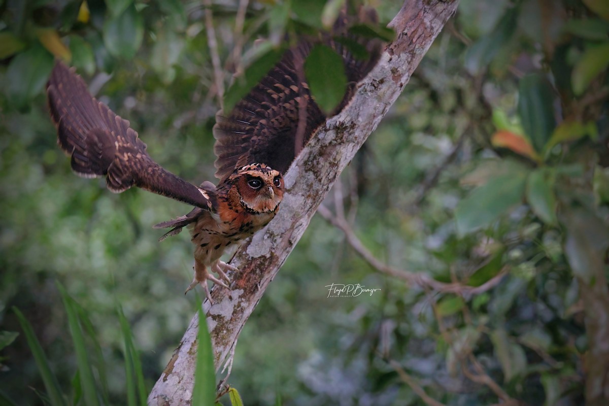 Giant Scops-Owl - Floyd Bermejo