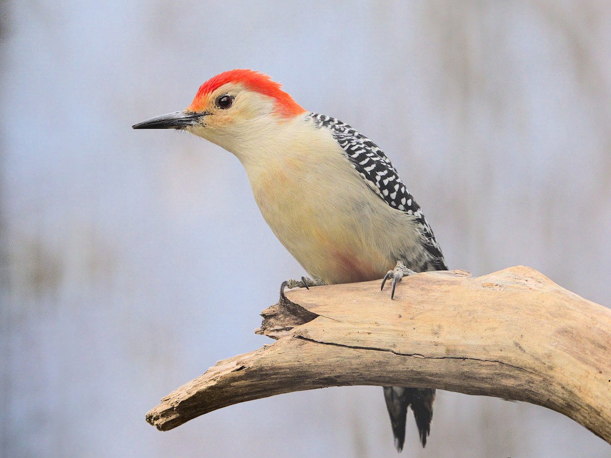 Red-bellied Woodpecker - ML610918348