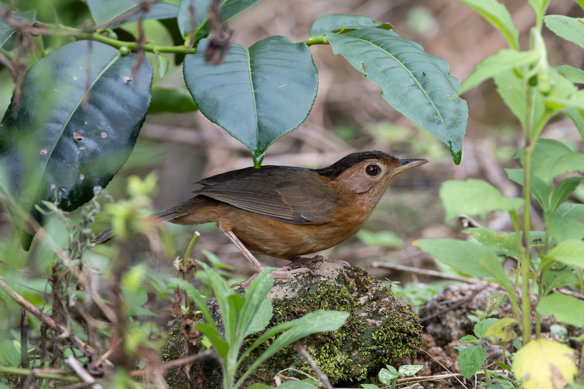 Brown-capped Babbler - Otto Samwald