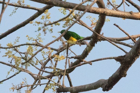 African Emerald Cuckoo (African) - ML610918786