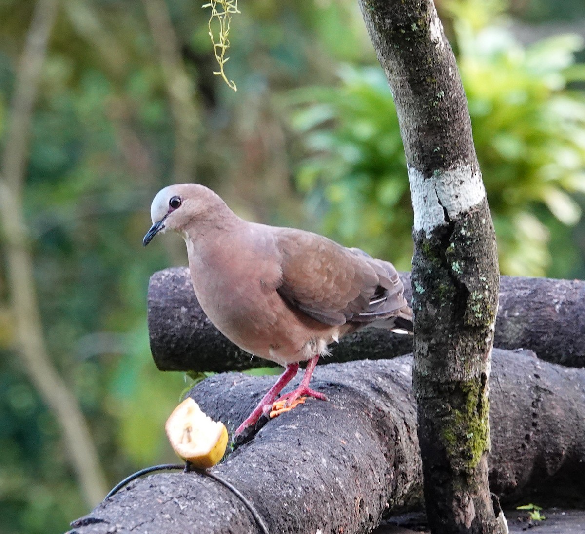 Gray-fronted Dove - ML610918889